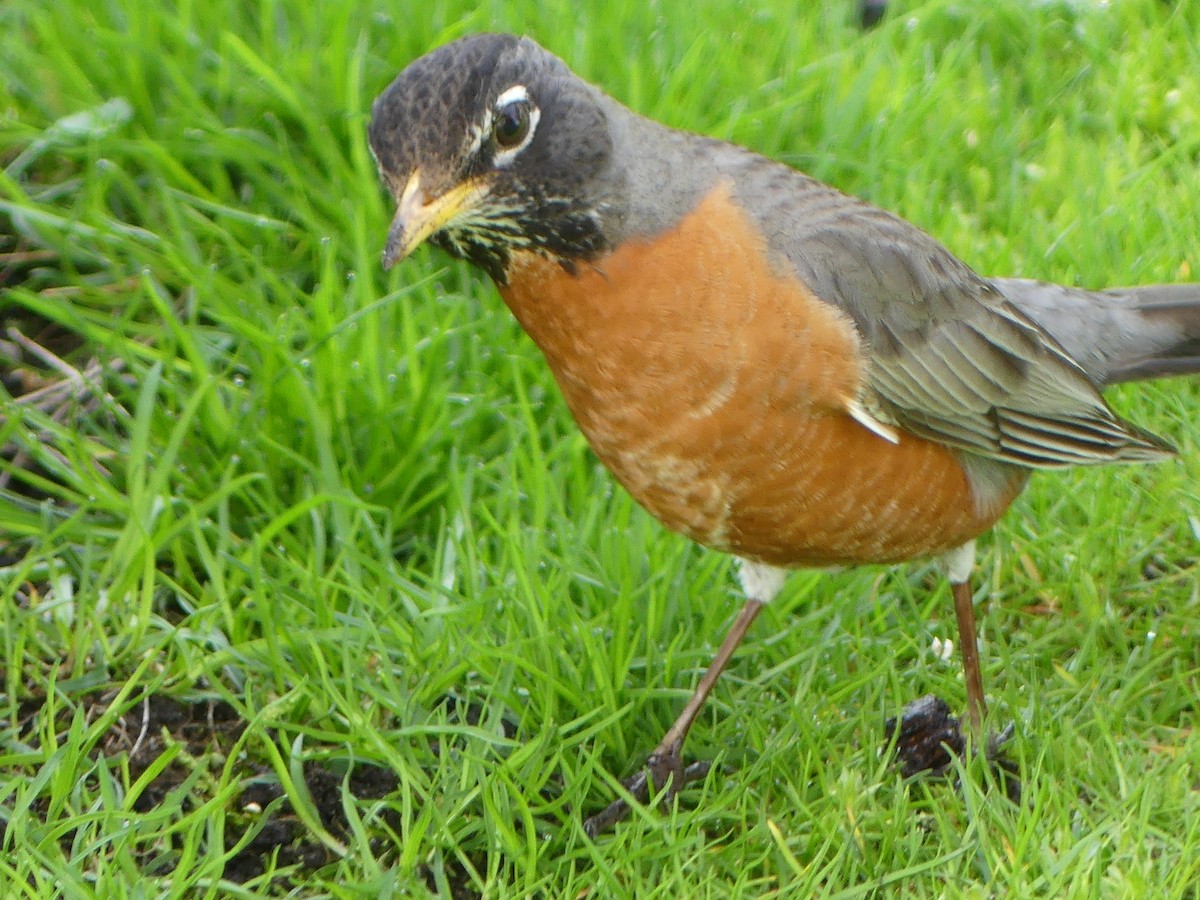 American Robin - ML618316207