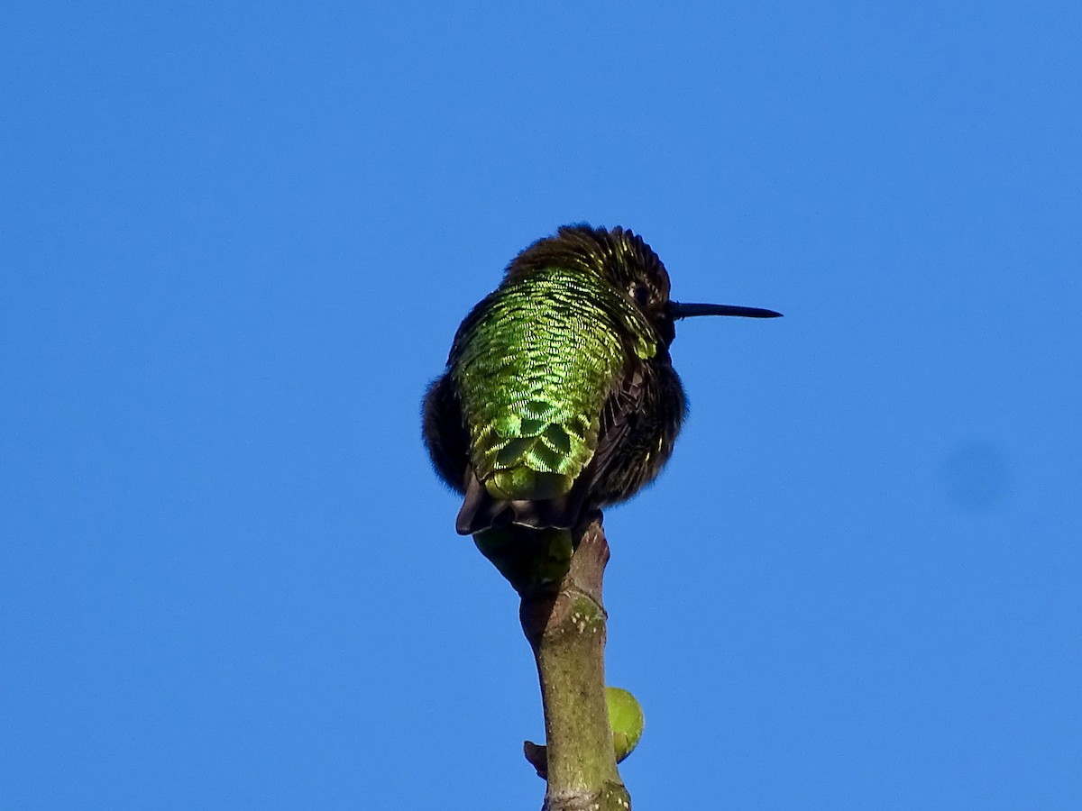 rødmaskekolibri - ML618316262