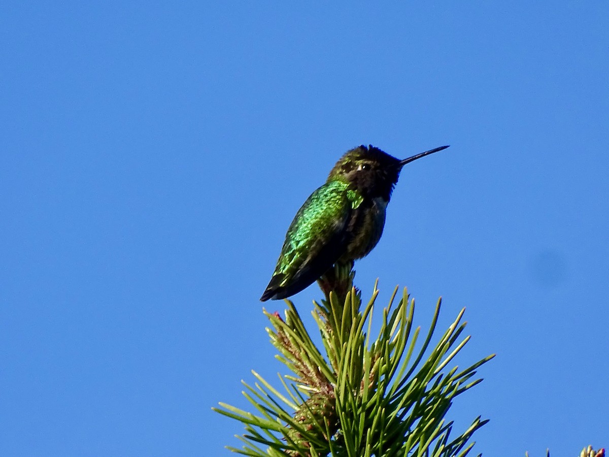 Anna's Hummingbird - ML618316263