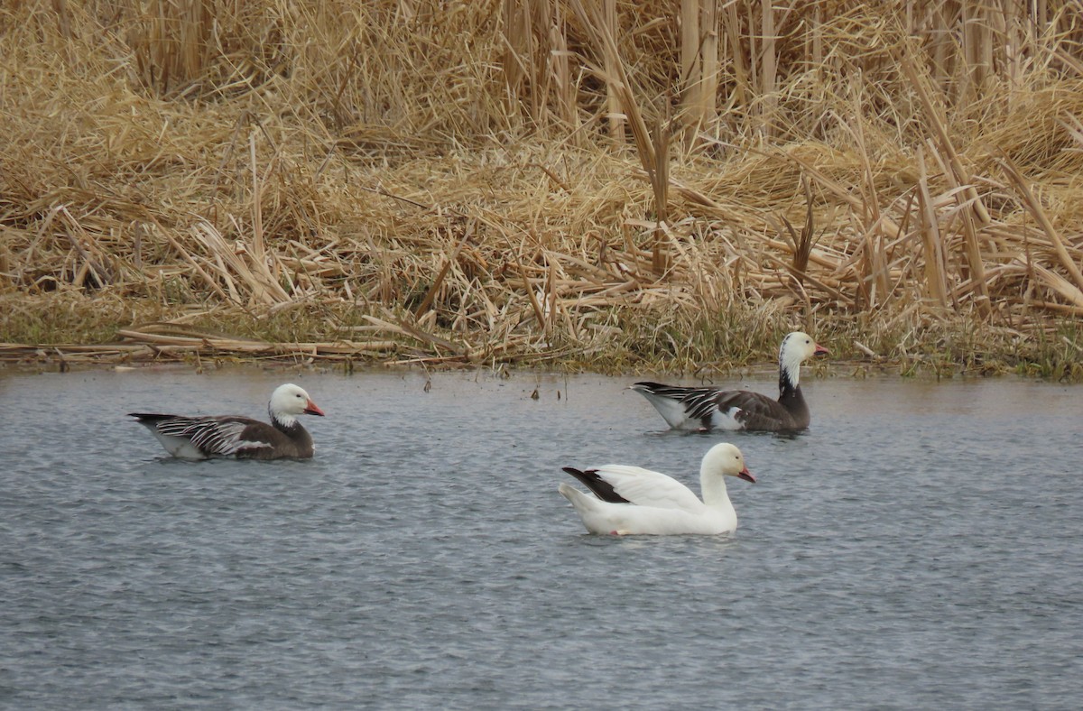 Snow Goose - ML618316291