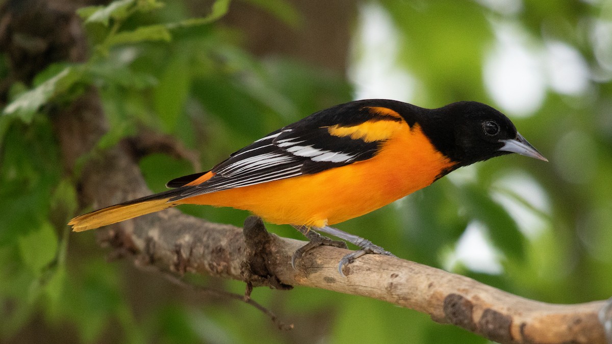 Baltimore Oriole - ML618316292