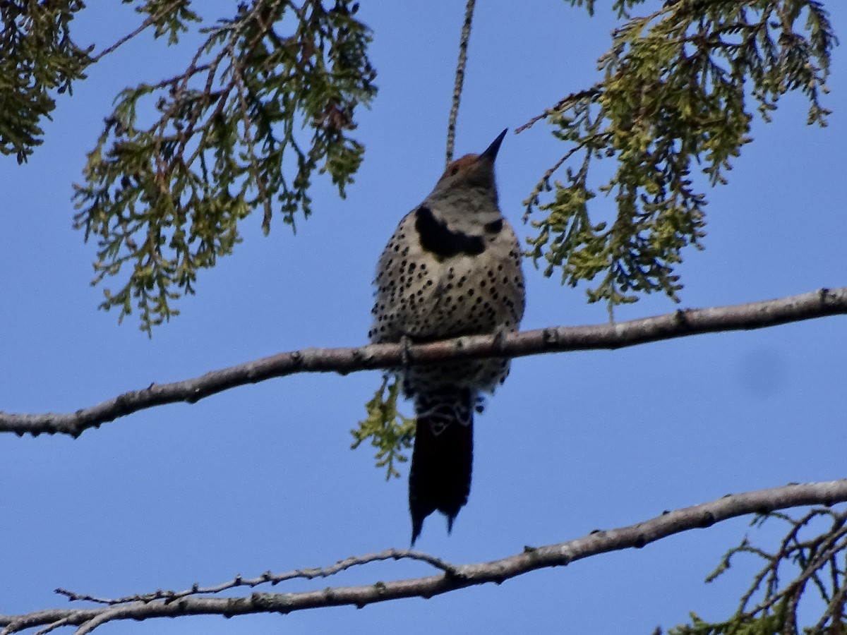 Northern Flicker - ML618316293