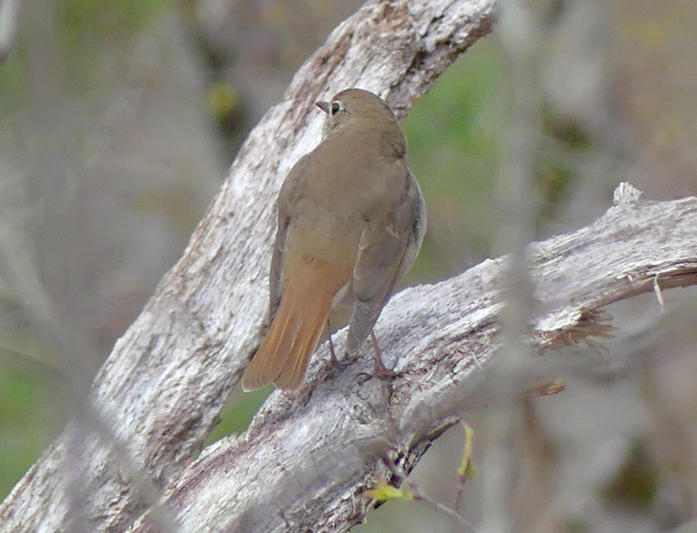 チャイロコツグミ - ML618316304