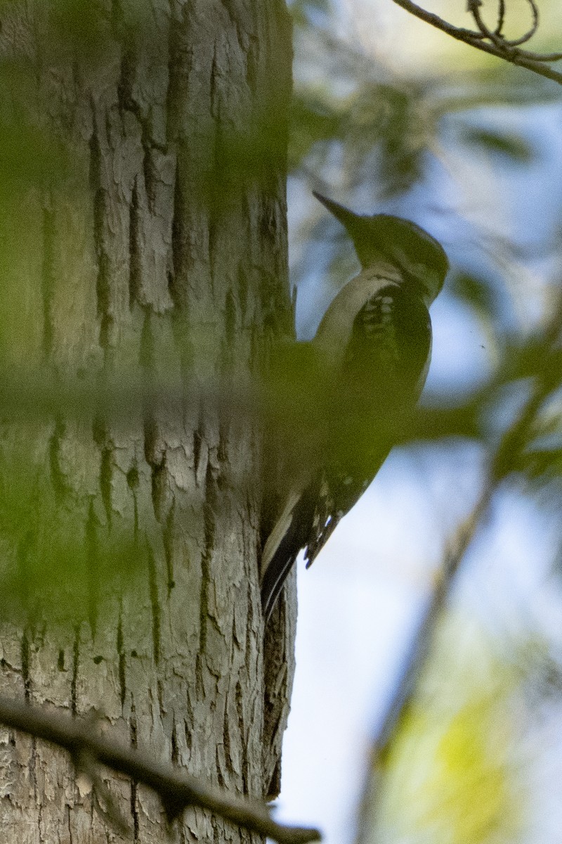 Hairy Woodpecker - ML618316305