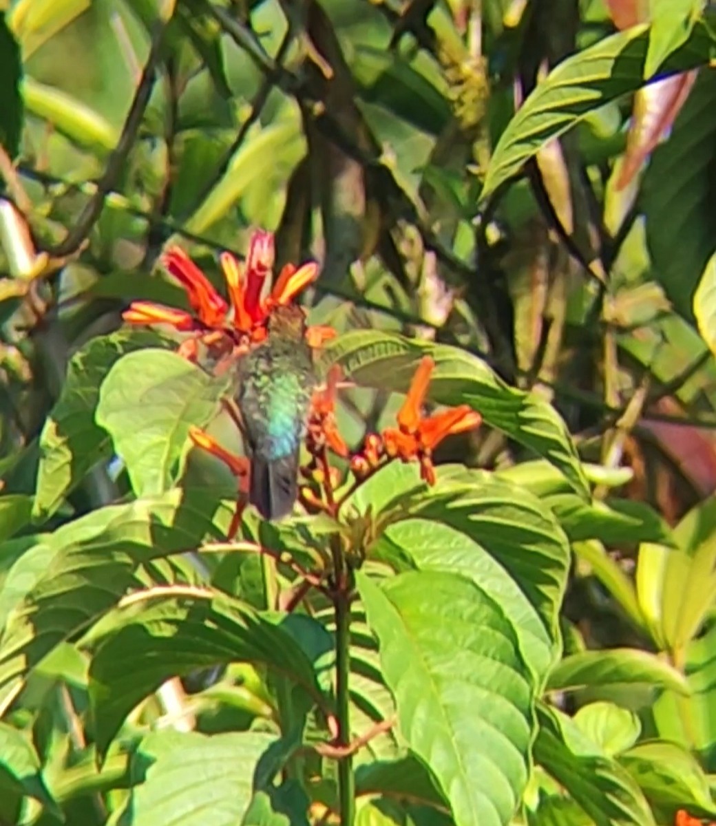 Green-fronted Lancebill - ML618316320