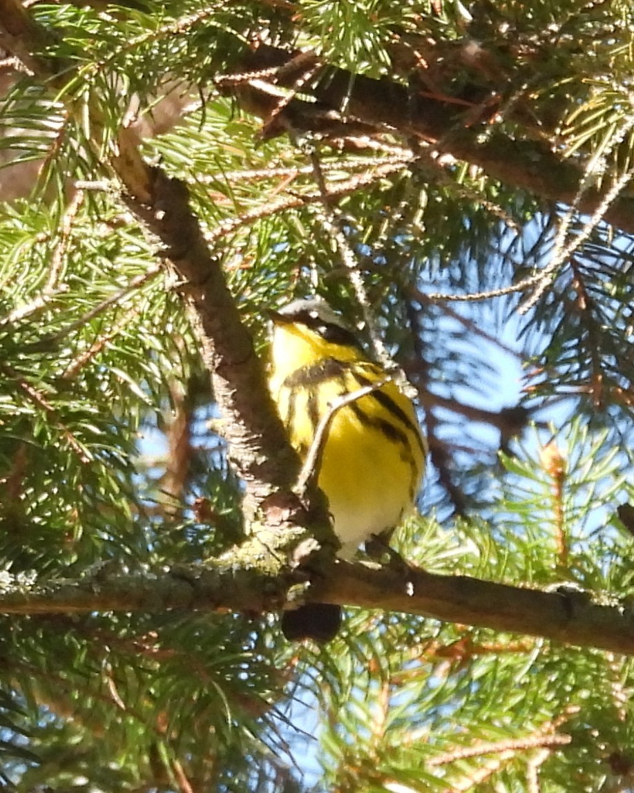 Magnolia Warbler - ML618316330