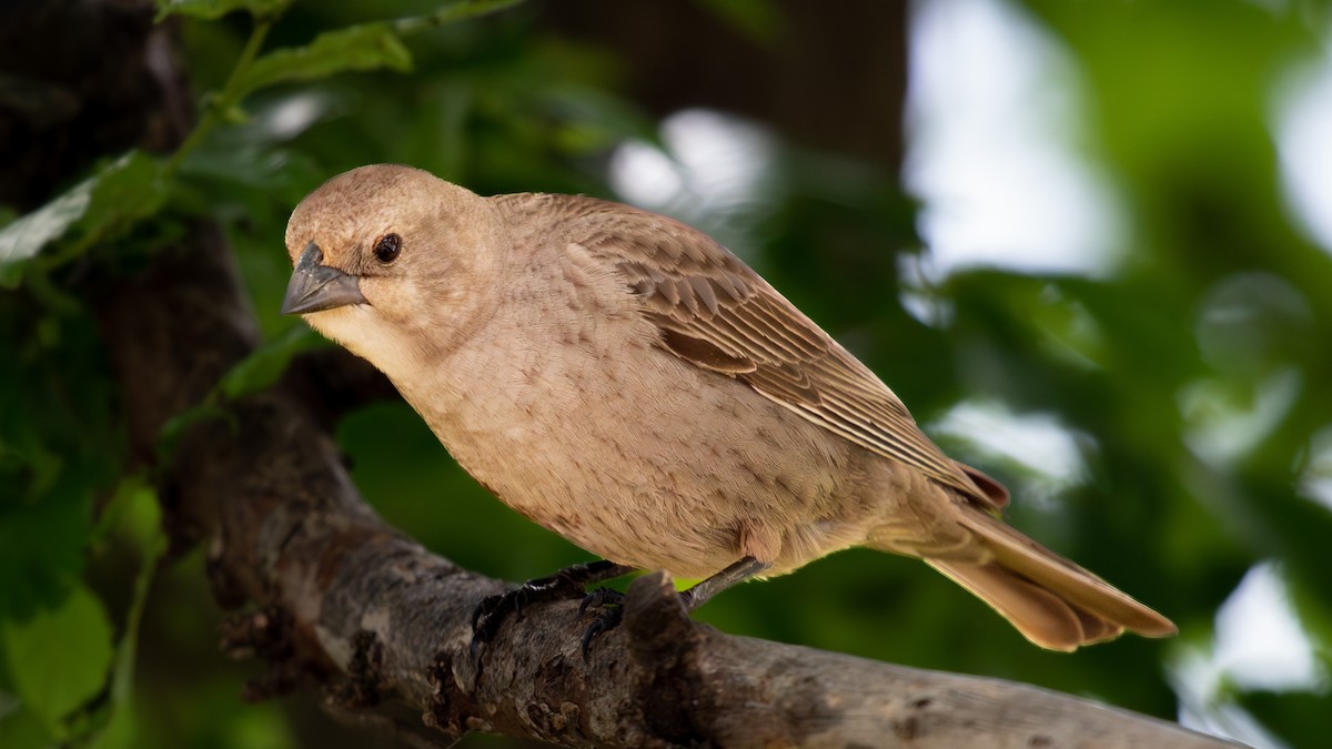 Brown-headed Cowbird - ML618316348