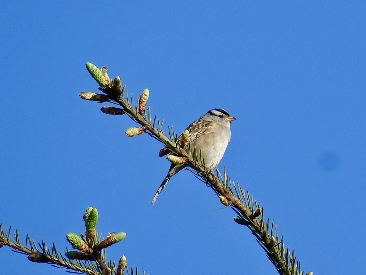 White-crowned Sparrow - Amelia Preston