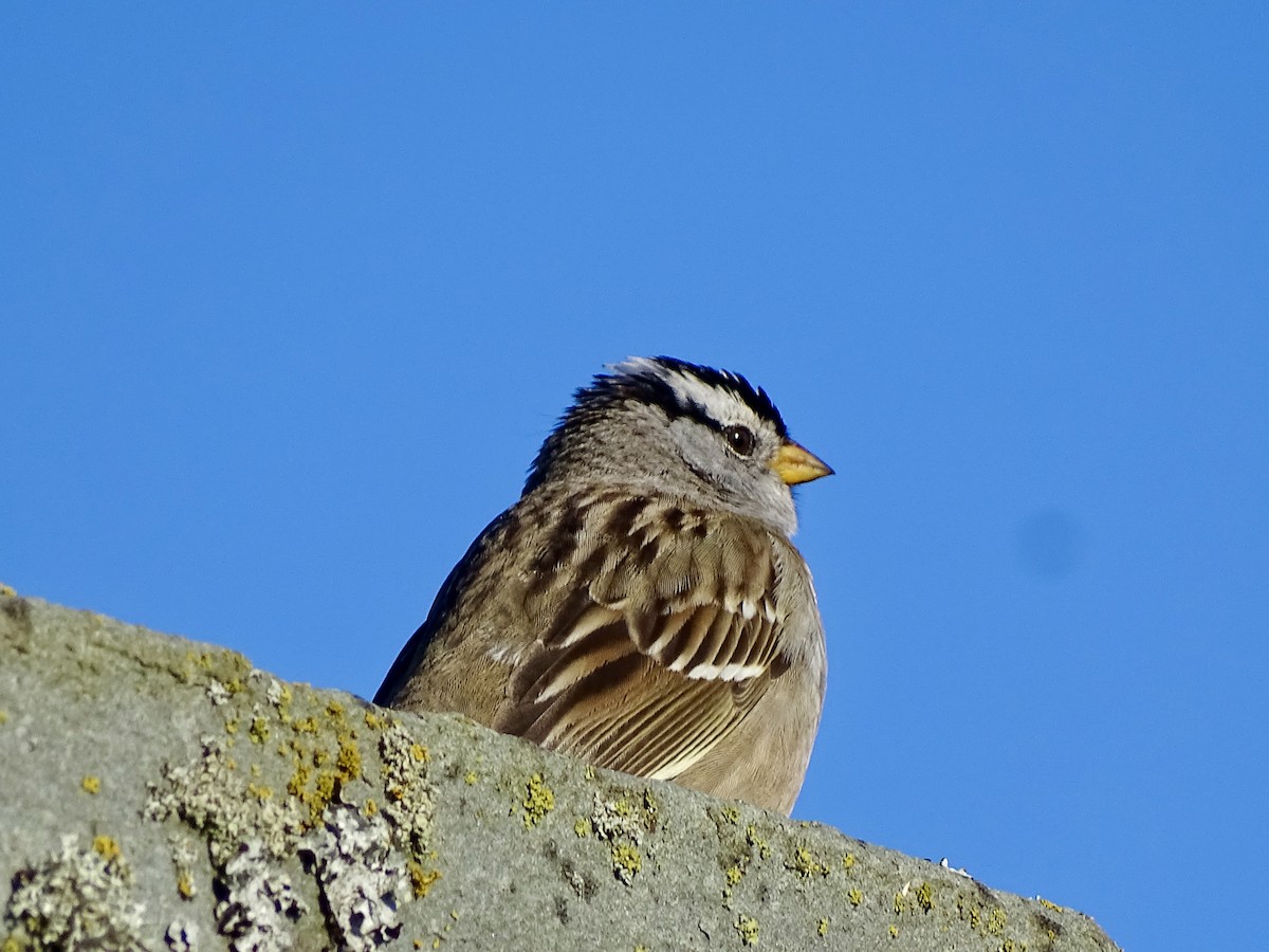 White-crowned Sparrow - Amelia Preston