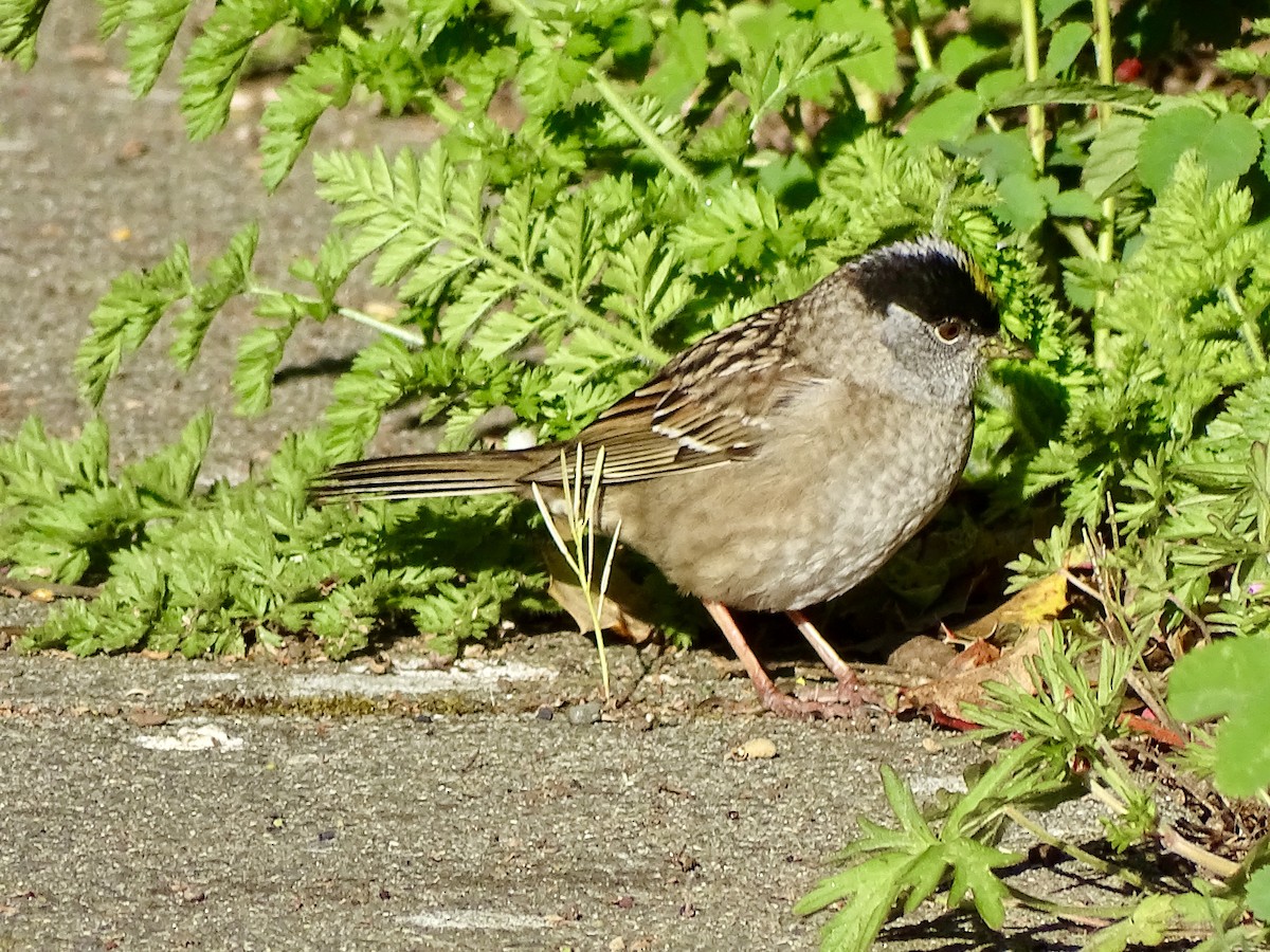 Golden-crowned Sparrow - Amelia Preston