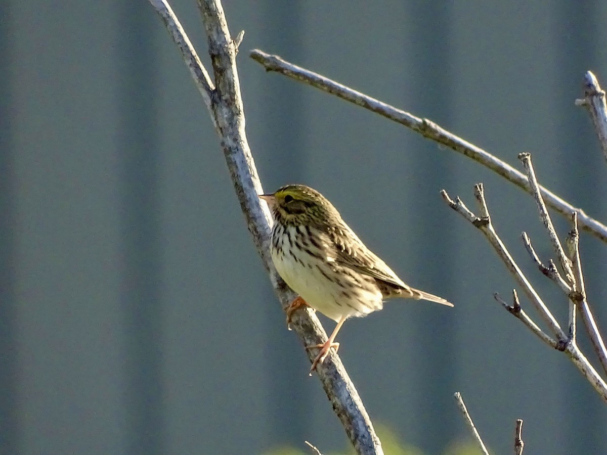 Savannah Sparrow - ML618316377