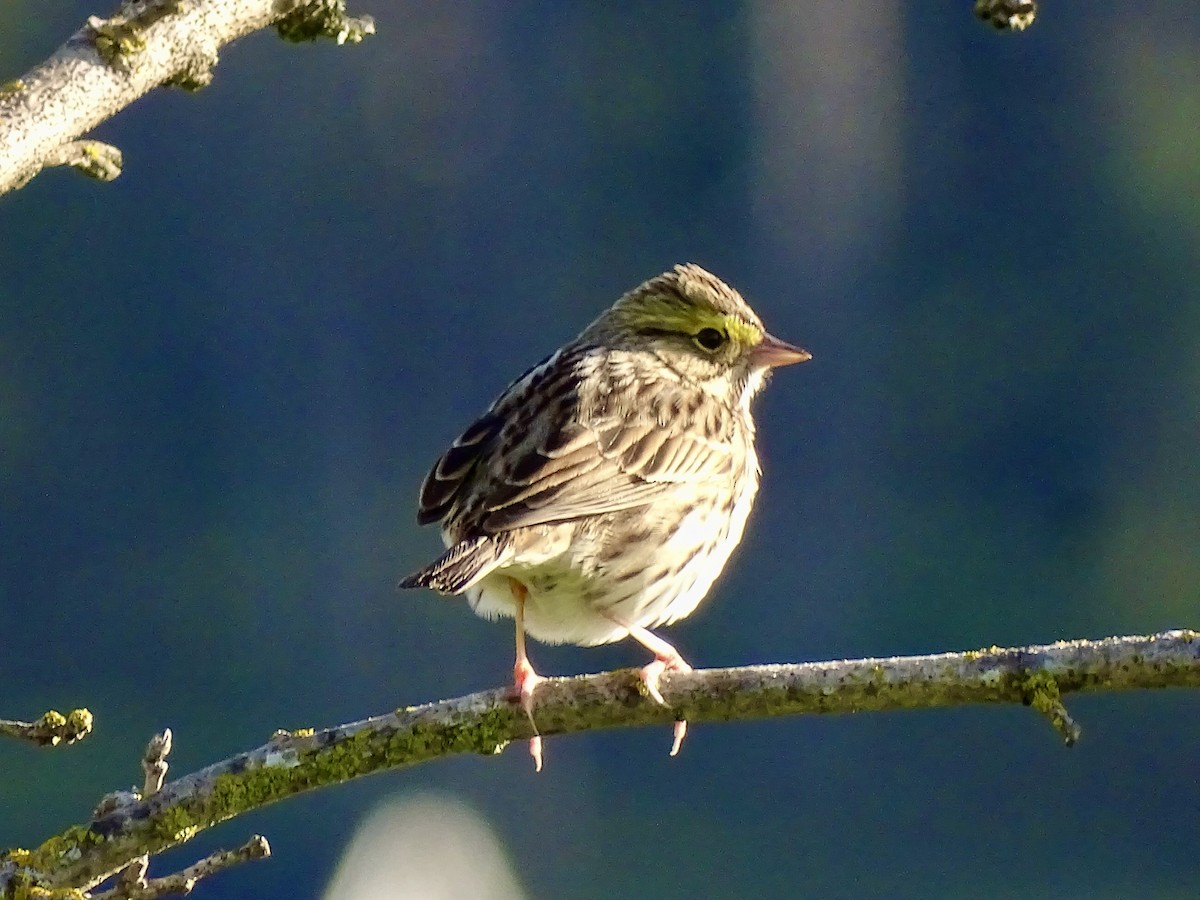 Savannah Sparrow - Amelia Preston