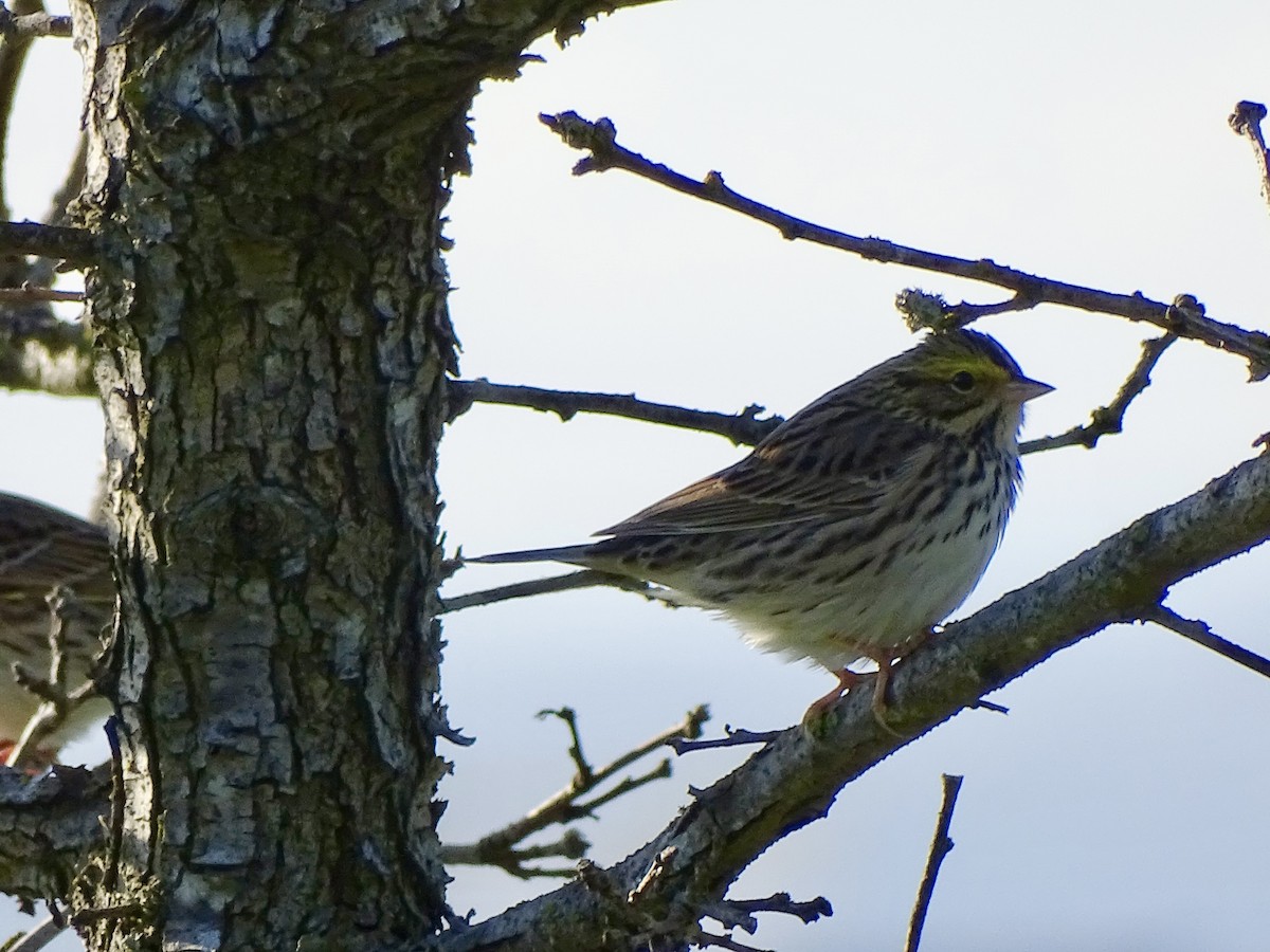 Savannah Sparrow - Amelia Preston