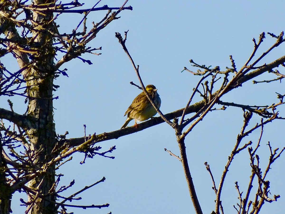 Savannah Sparrow - ML618316383