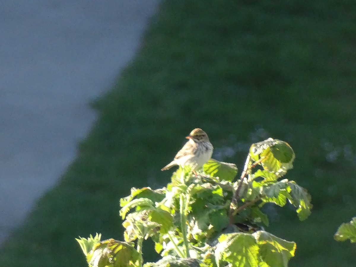 Savannah Sparrow - Amelia Preston