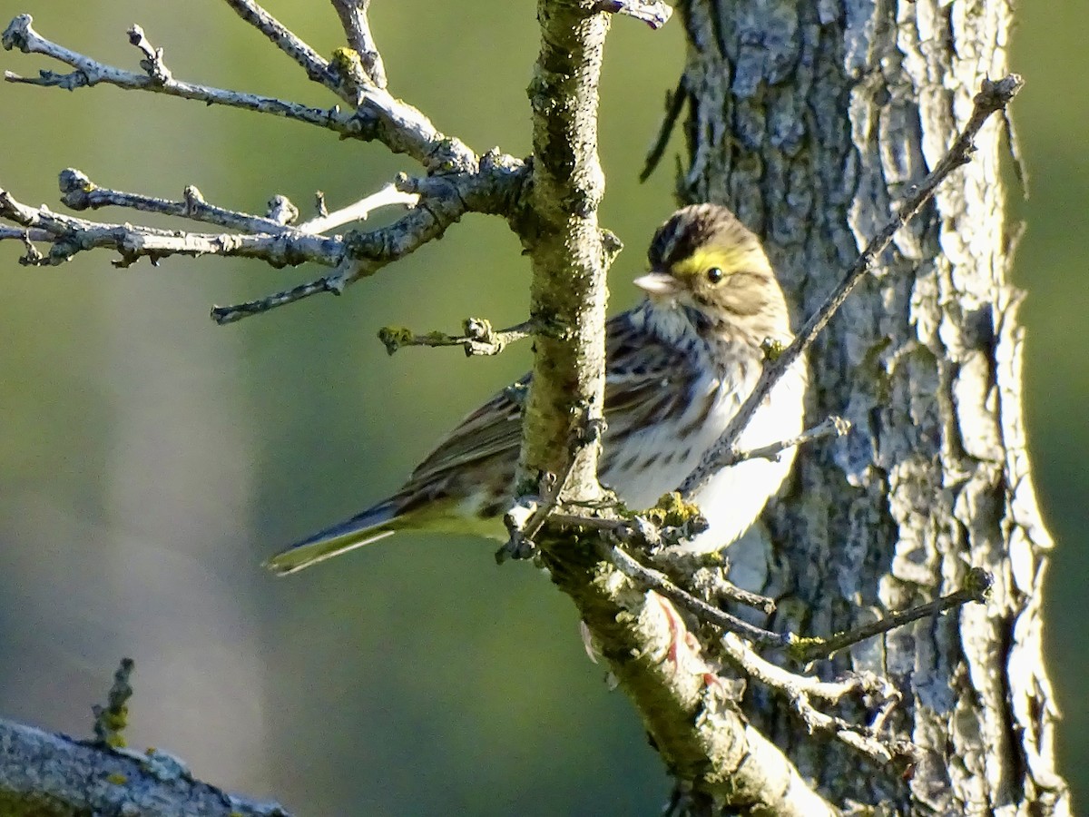 Savannah Sparrow - ML618316386