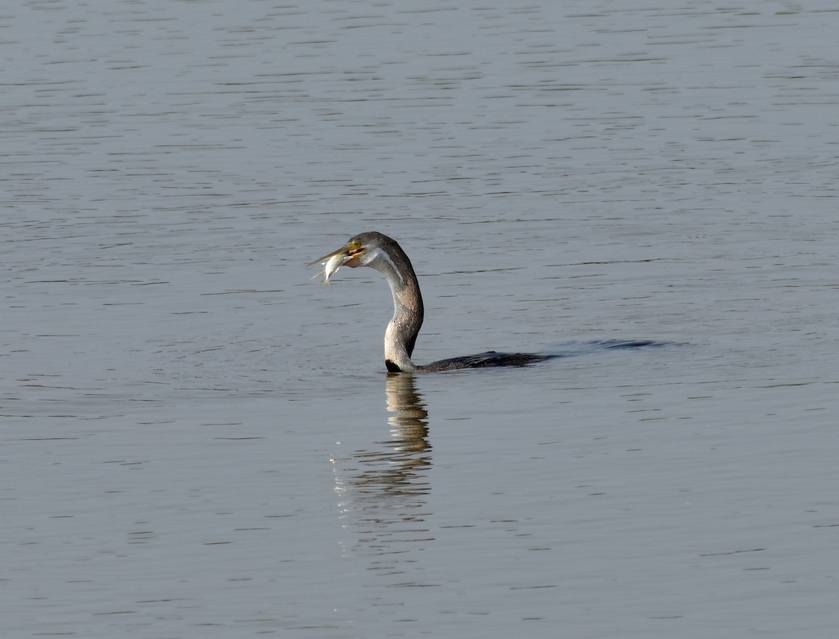 Orient-Schlangenhalsvogel - ML618316398