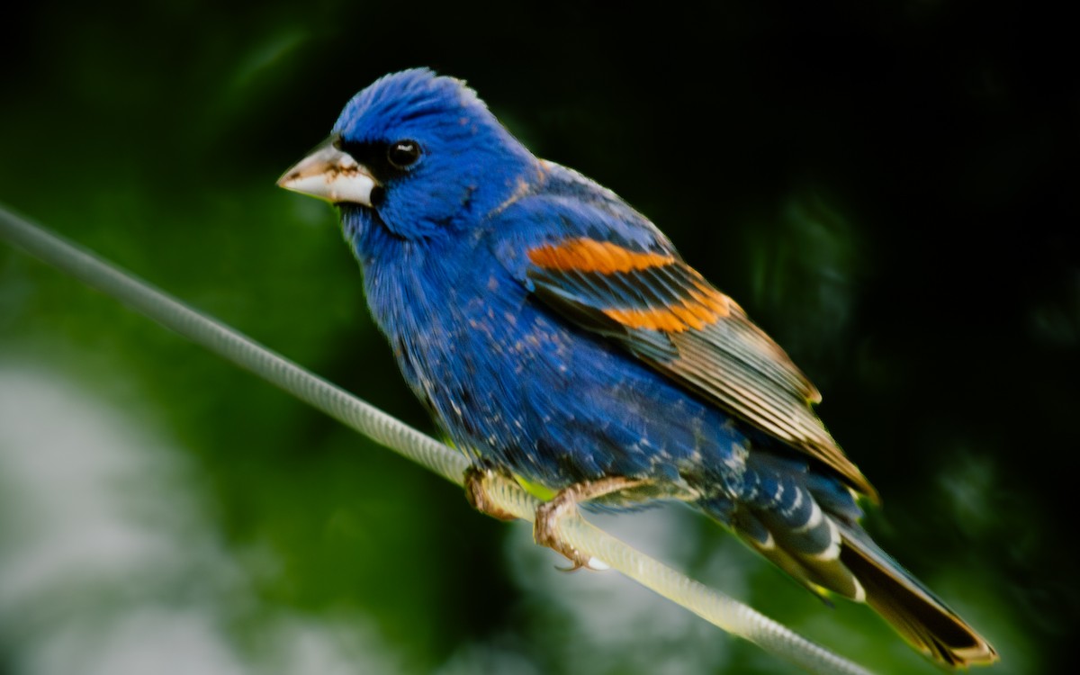 Blue Grosbeak - ML618316399