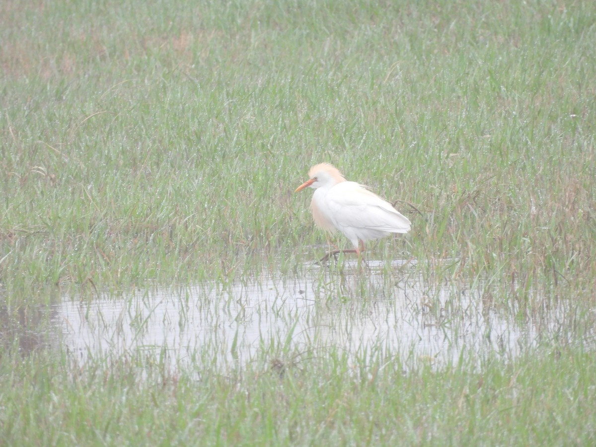 Western Cattle Egret - Kimberly Emerson