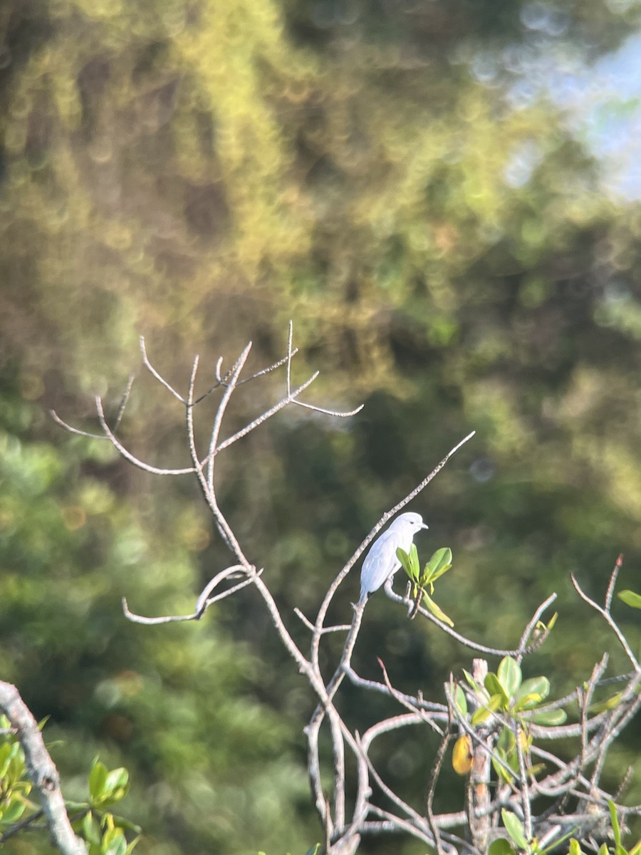 Snowy Cotinga - Brenda Sánchez