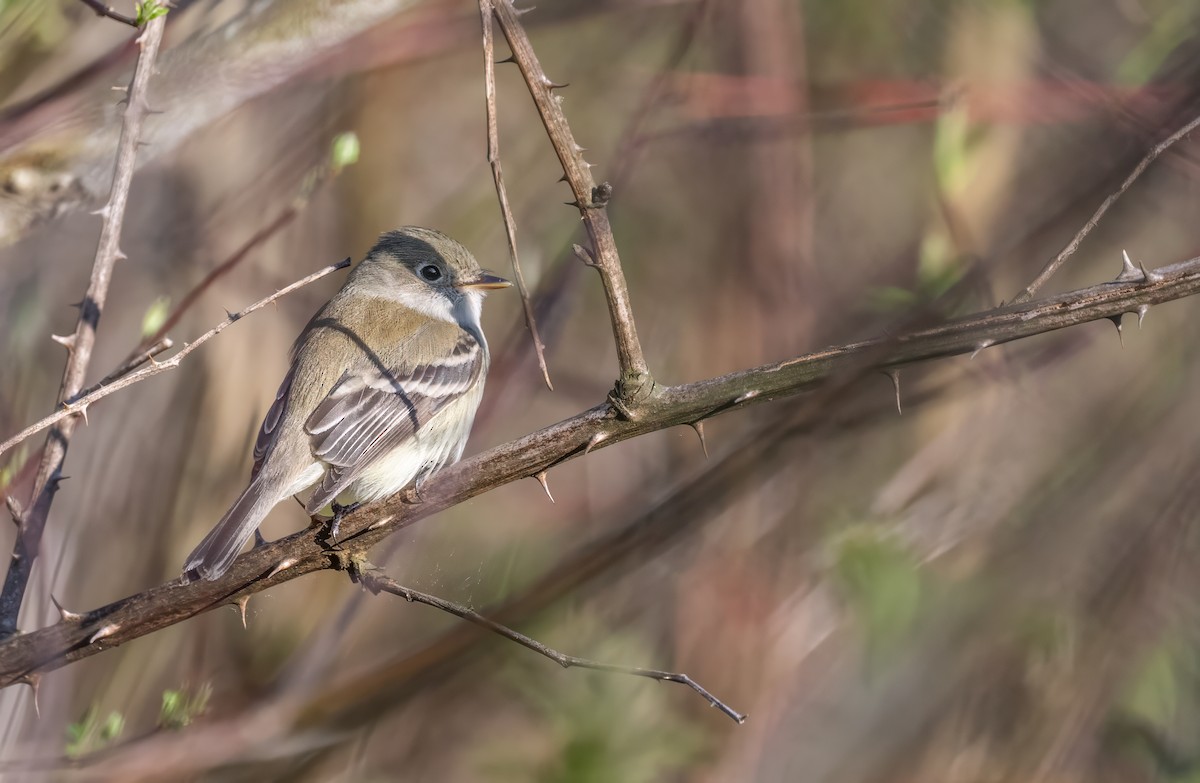 Least Flycatcher - ML618316469