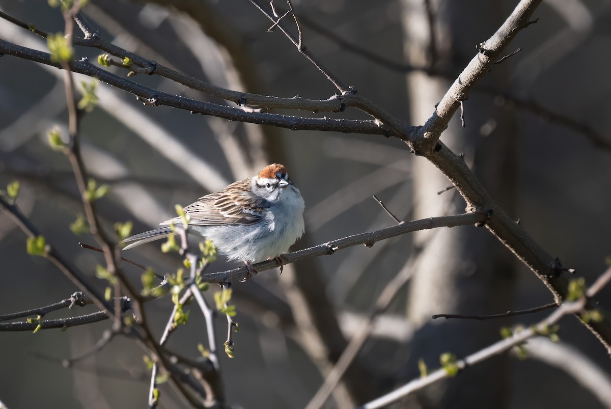 Chipping Sparrow - ML618316516