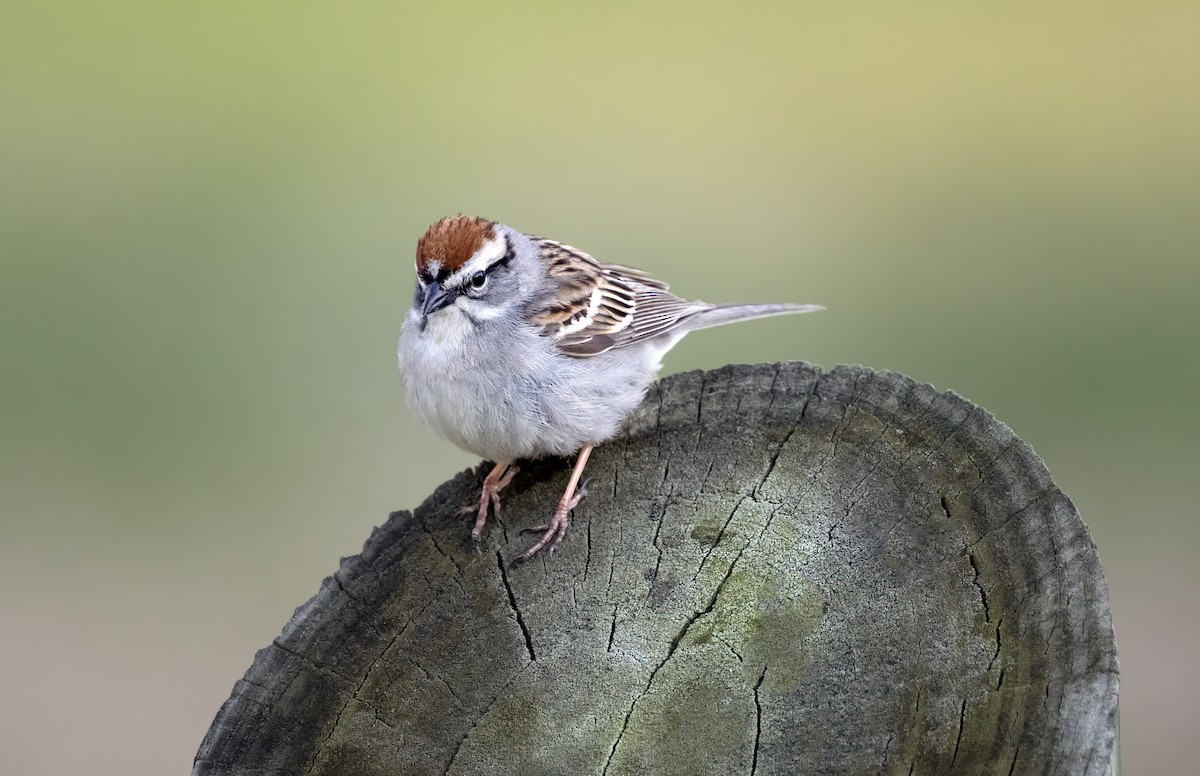 Chipping Sparrow - Harvey Fielder