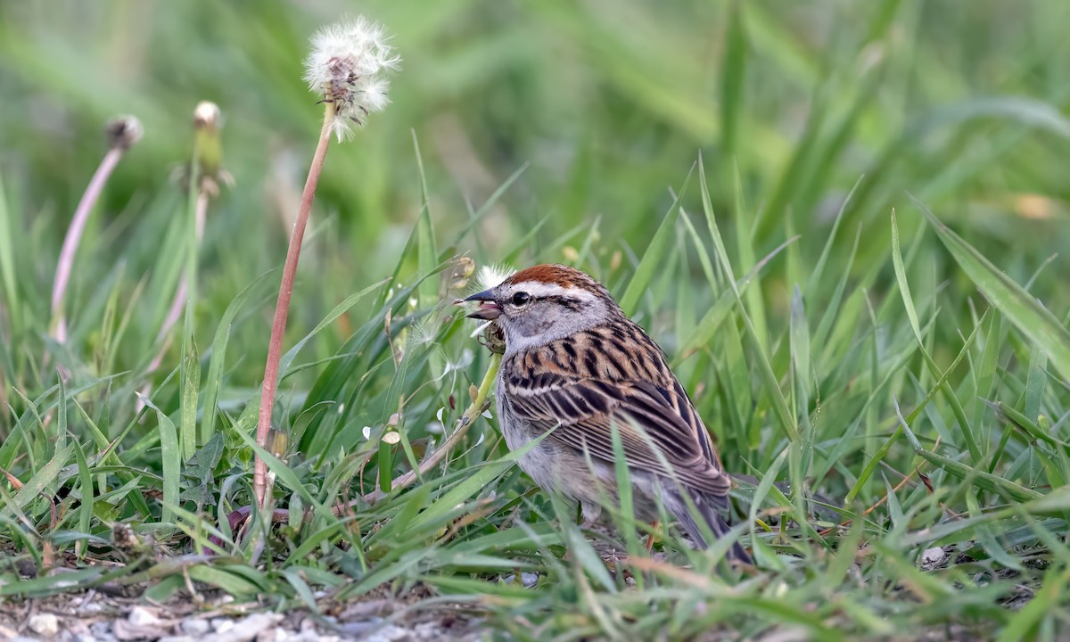 Chipping Sparrow - ML618316519
