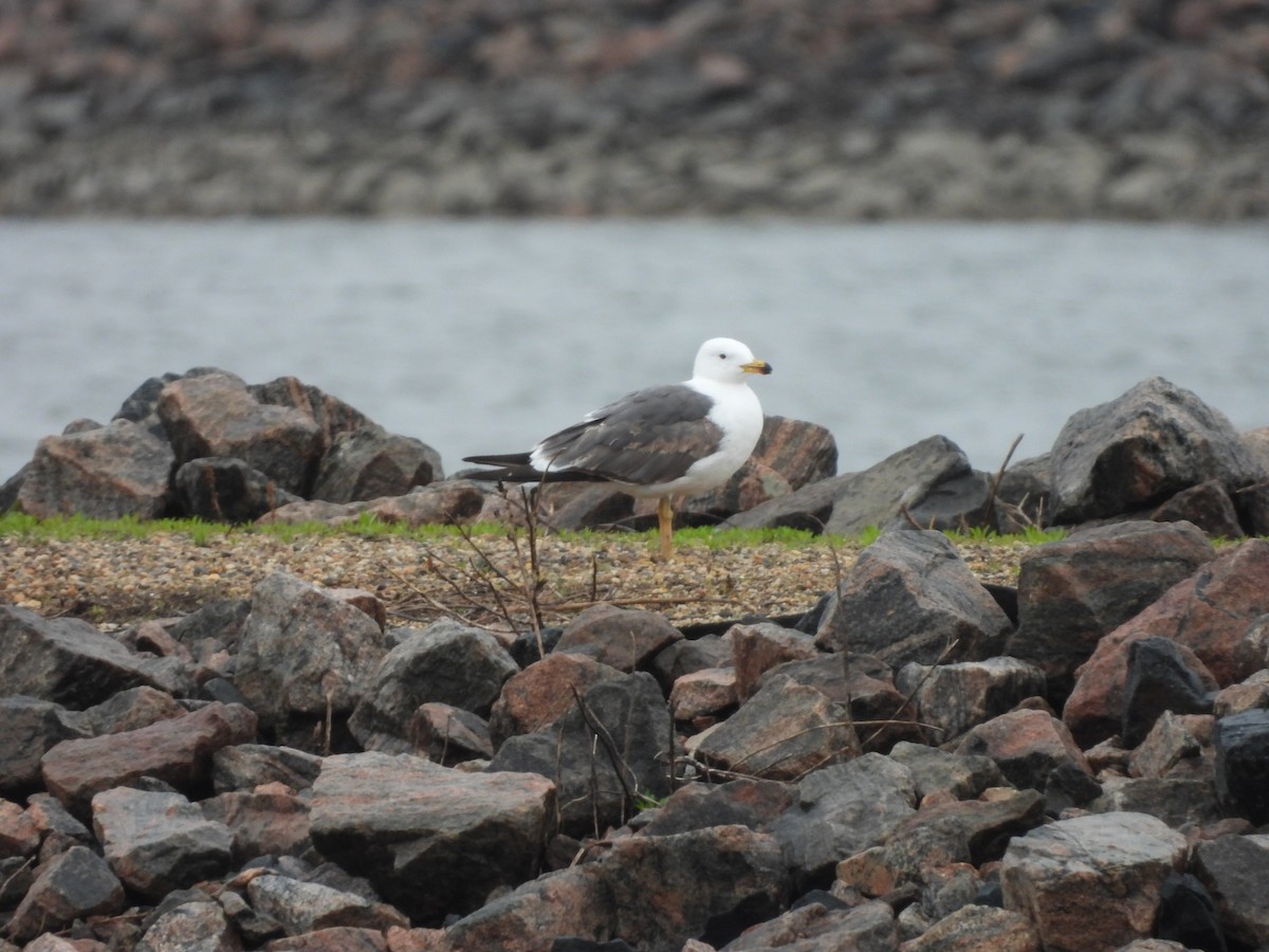 Gaviota Sombría - ML618316524