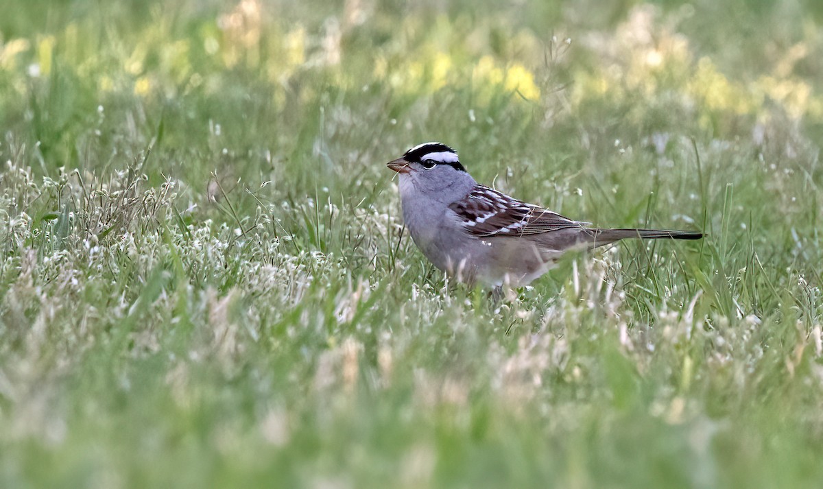 White-crowned Sparrow - ML618316525