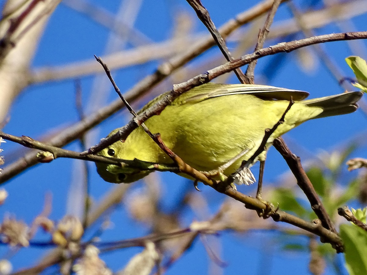 Orange-crowned Warbler - Amelia Preston