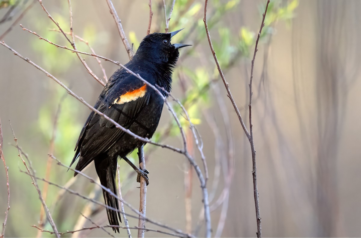 Red-winged Blackbird - ML618316559