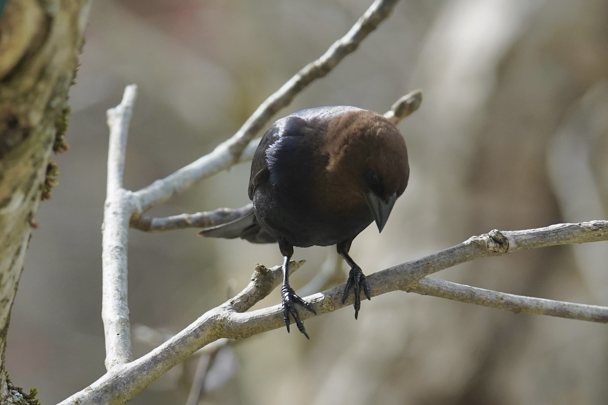Brown-headed Cowbird - Bob Plohr