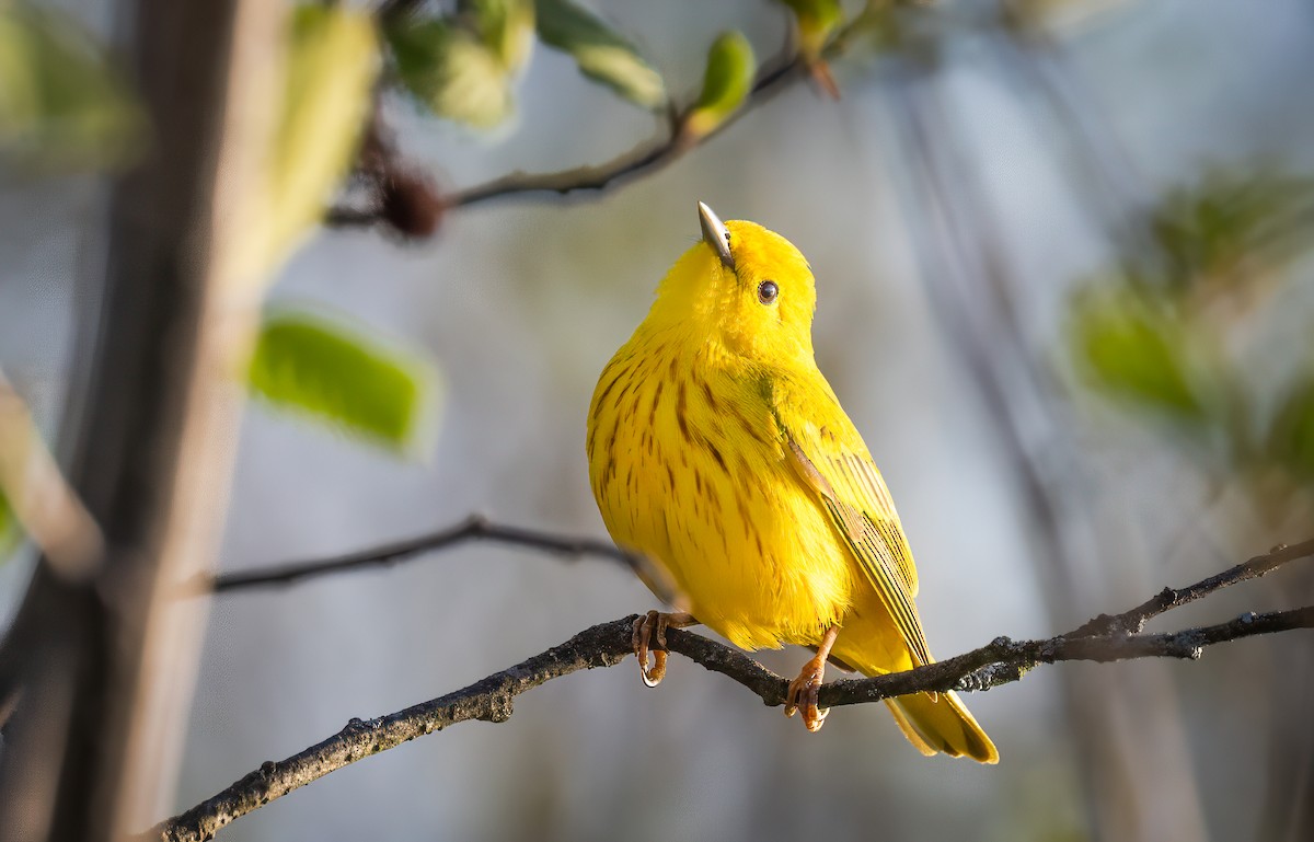 Yellow Warbler - Harvey Fielder