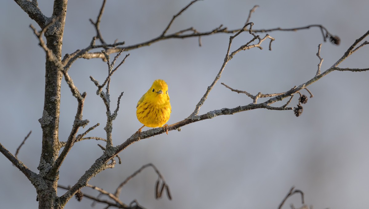 Yellow Warbler - Harvey Fielder