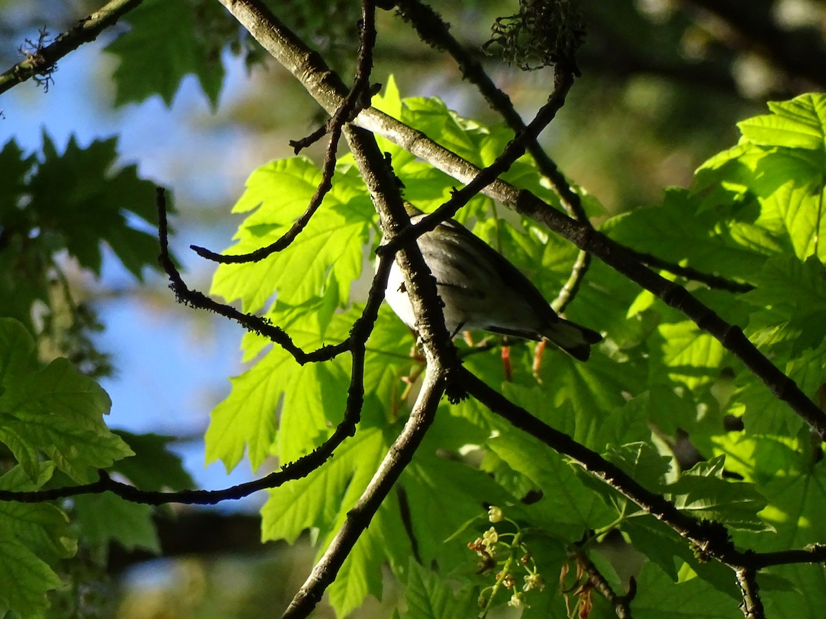 Townsend's Warbler - ML618316572