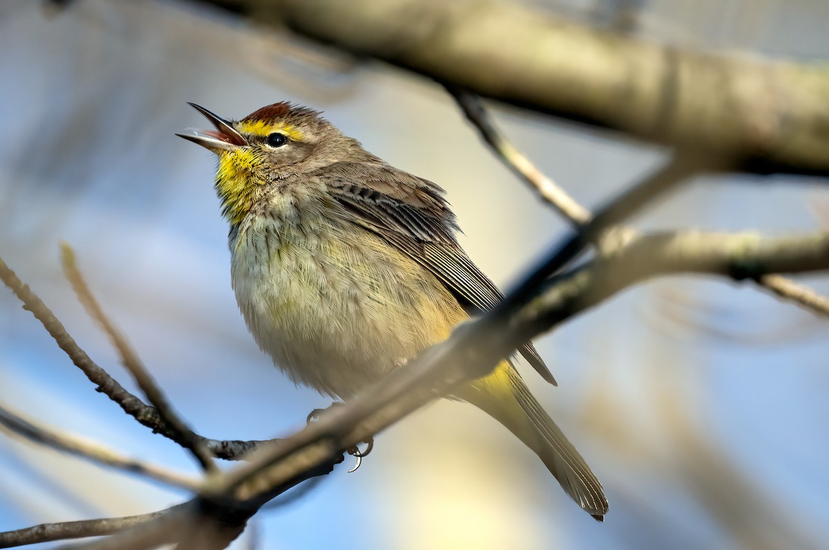 Palm Warbler - ML618316582