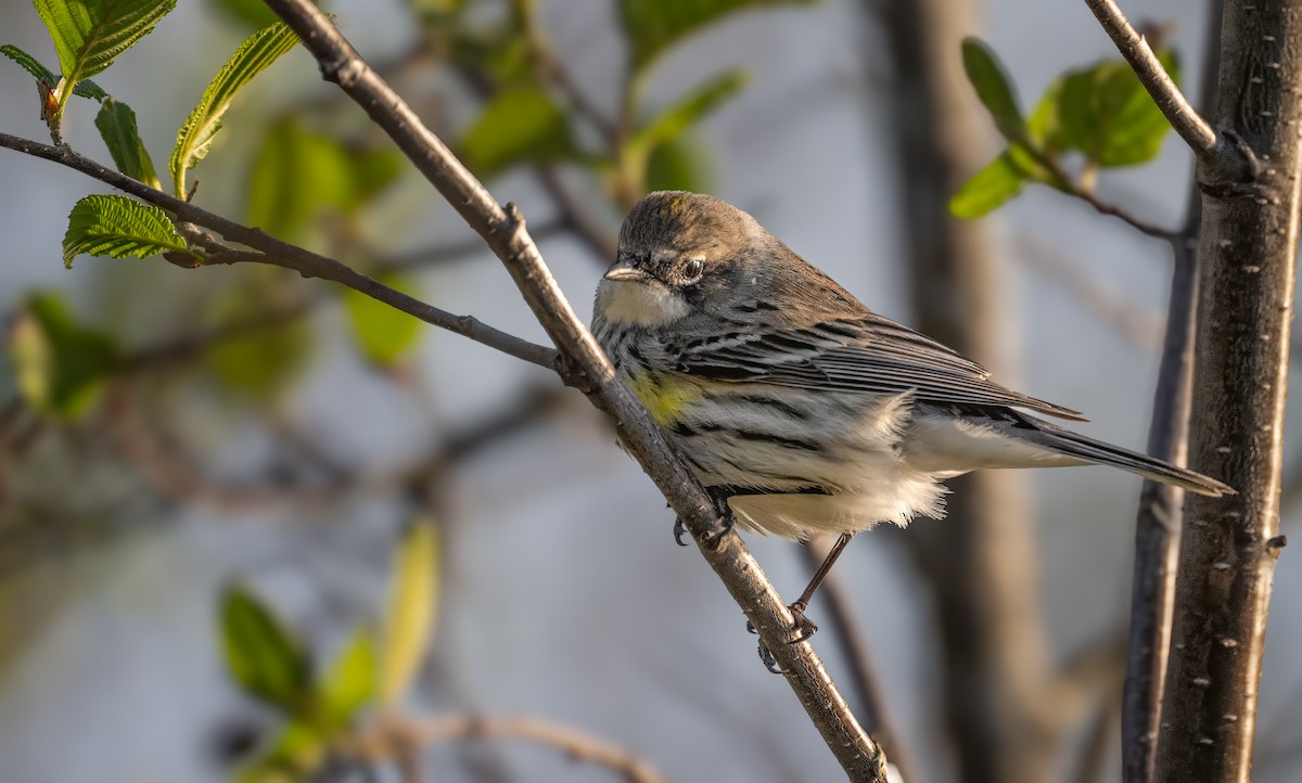 Yellow-rumped Warbler - Harvey Fielder