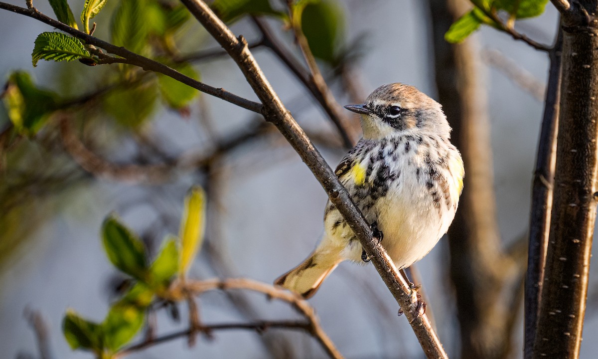 Yellow-rumped Warbler - ML618316591