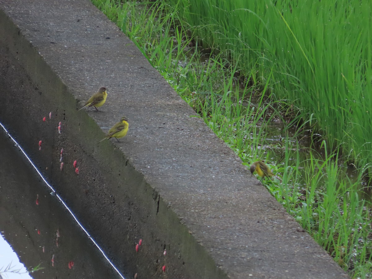 Eastern Yellow Wagtail - 韋勳 陳