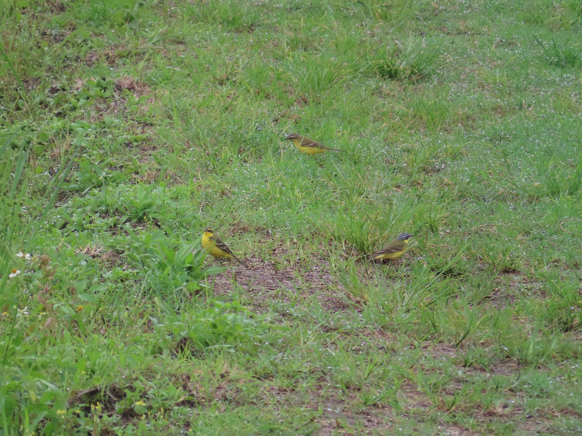 Eastern Yellow Wagtail - 韋勳 陳