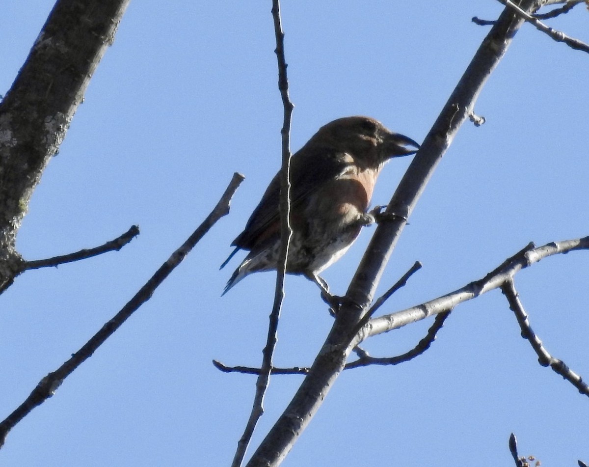 Bec-croisé des sapins - ML618316634