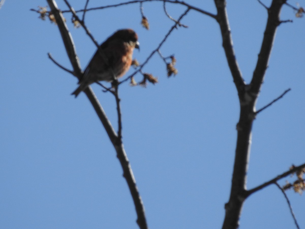 Red Crossbill - ML618316635