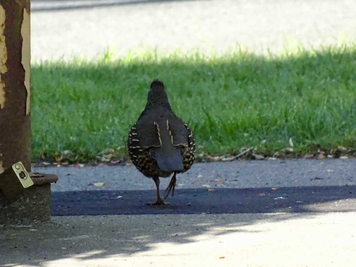 California Quail - Amelia Preston