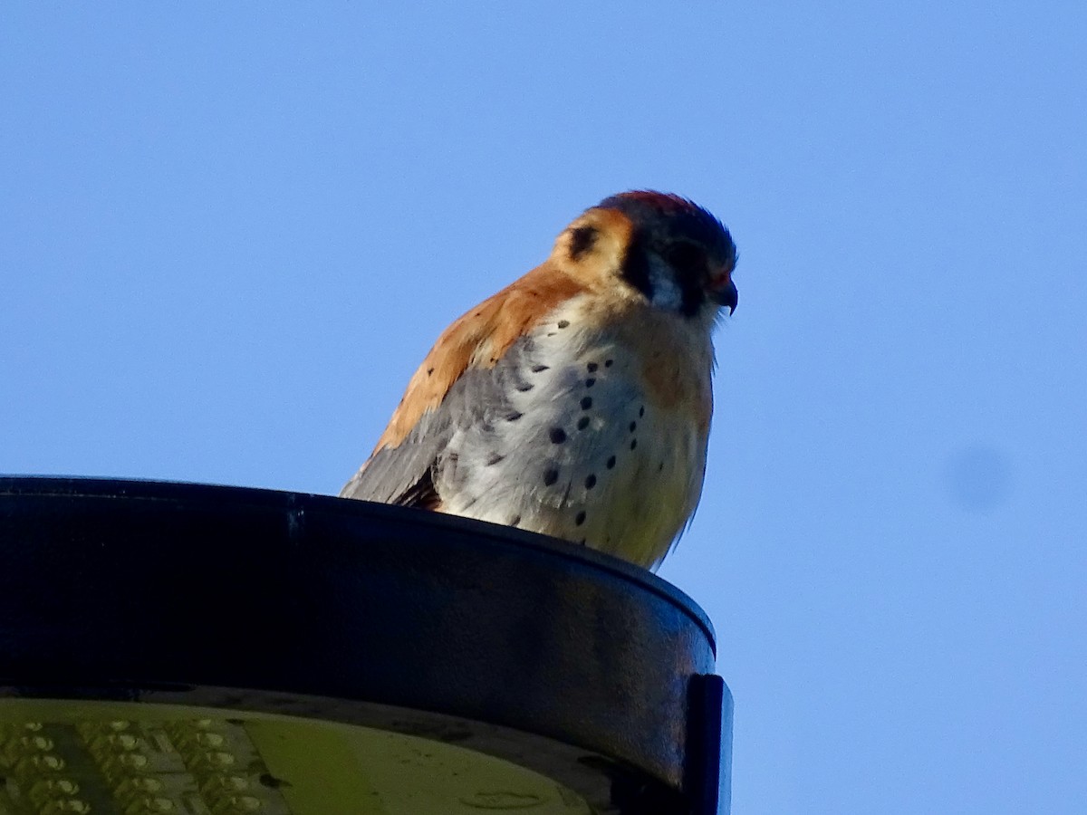 American Kestrel - Amelia Preston