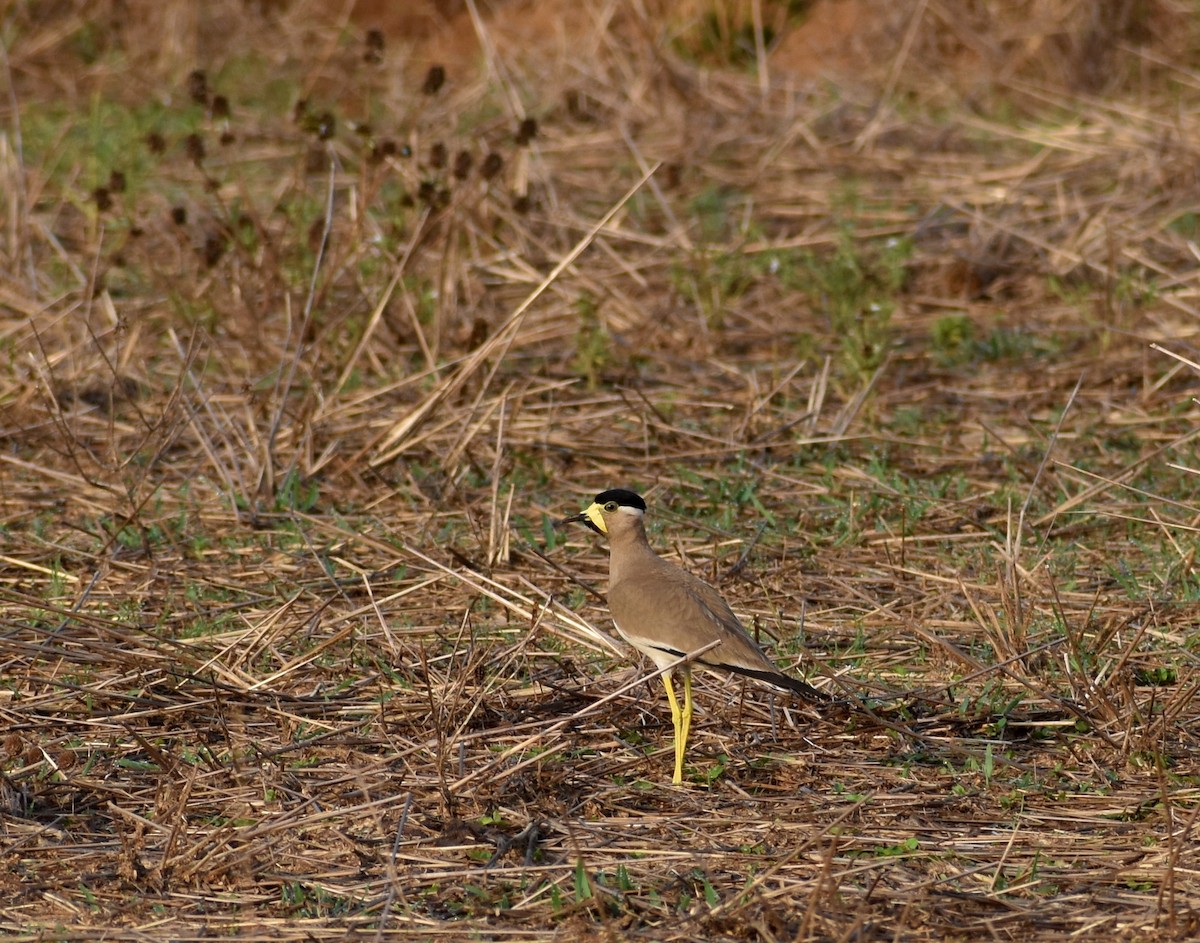 Yellow-wattled Lapwing - ML618316730