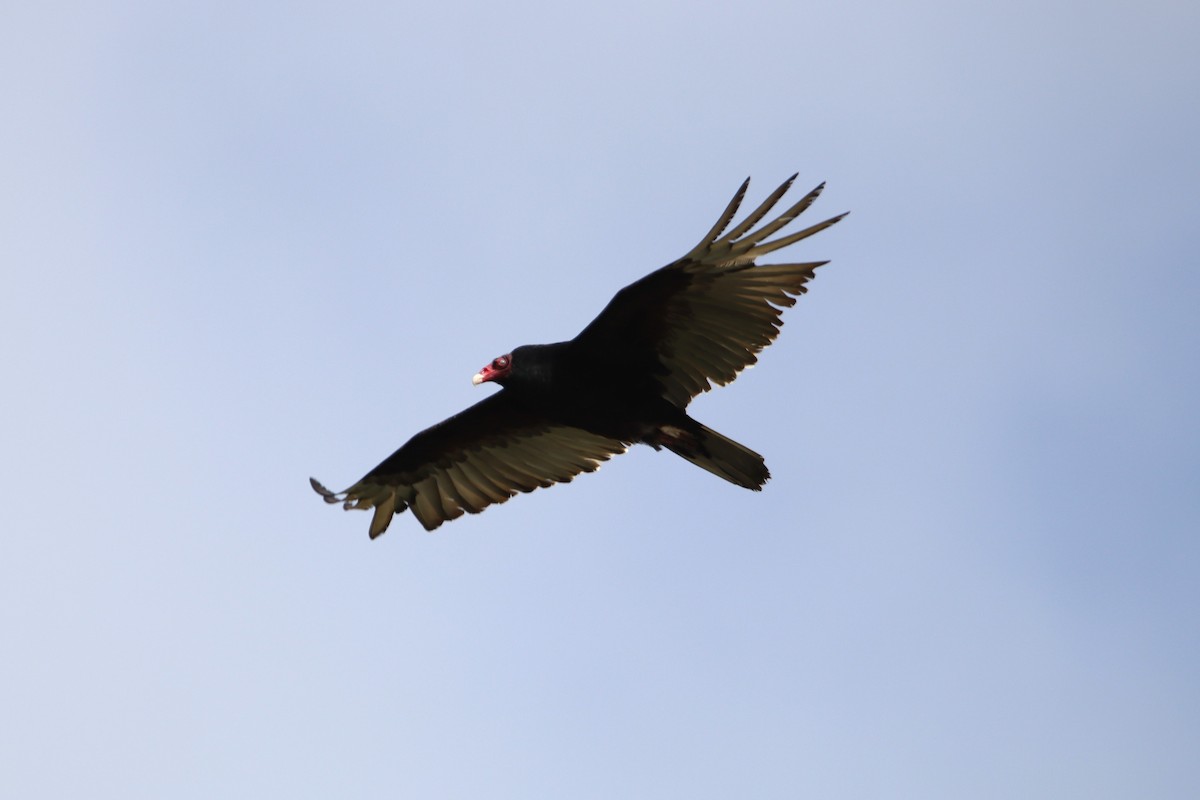 Turkey Vulture - Patrick Sysiong
