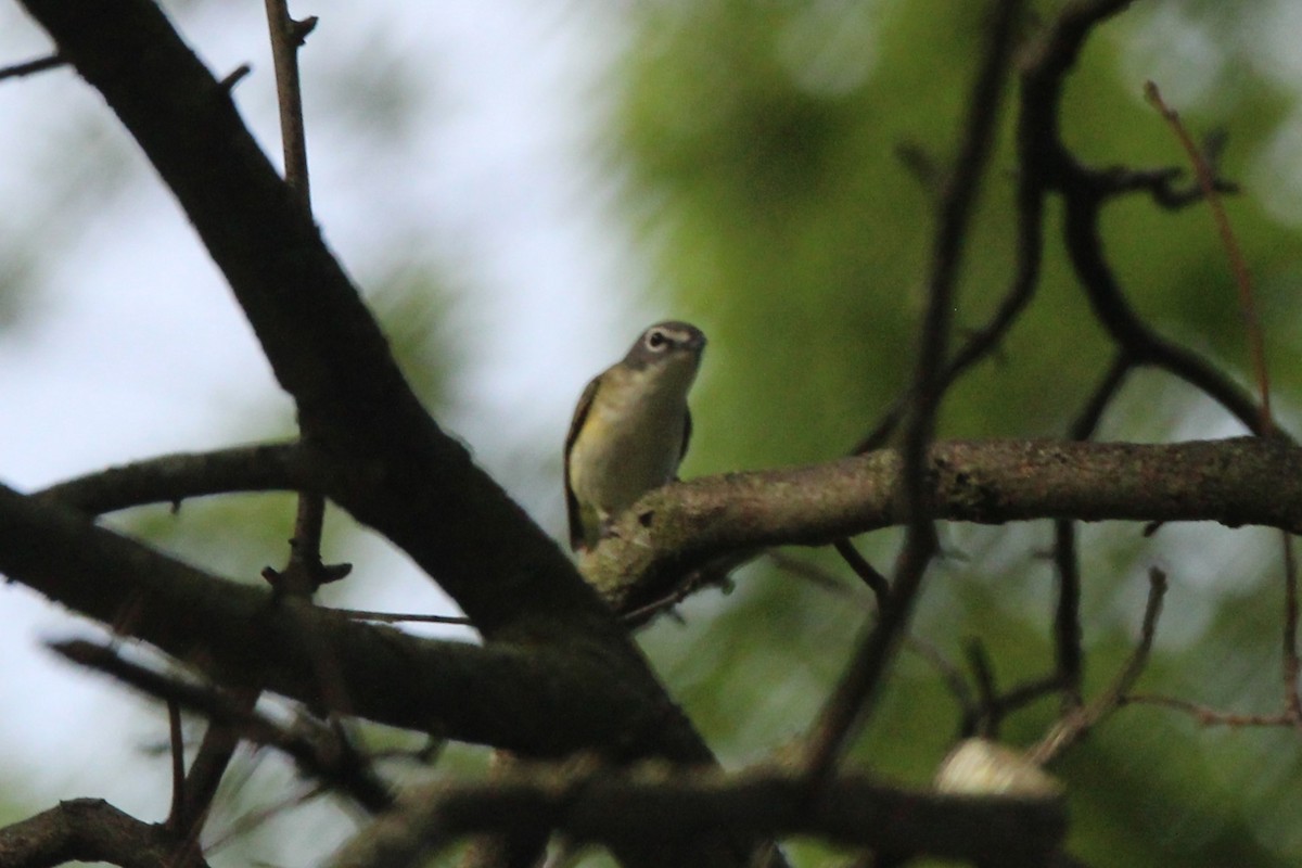 Blue-headed Vireo - Joshua Hedlund