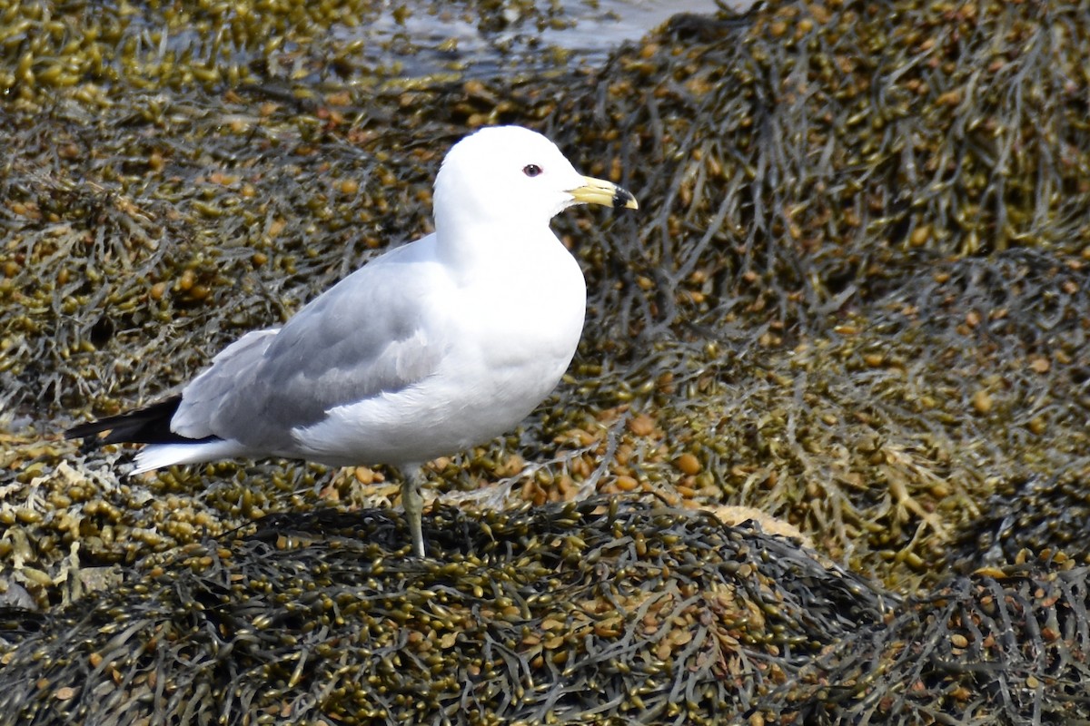 Ring-billed Gull - ML618316842