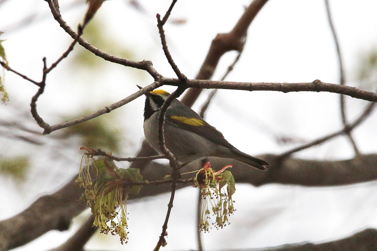 Golden-winged Warbler - Jeff Baughman